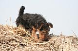 WELSH TERRIER 109